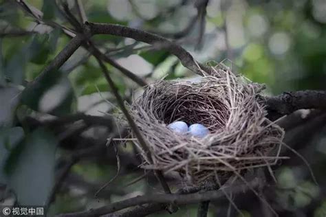 鳥兒在家築巢|鳥在家築巢代表什麼？